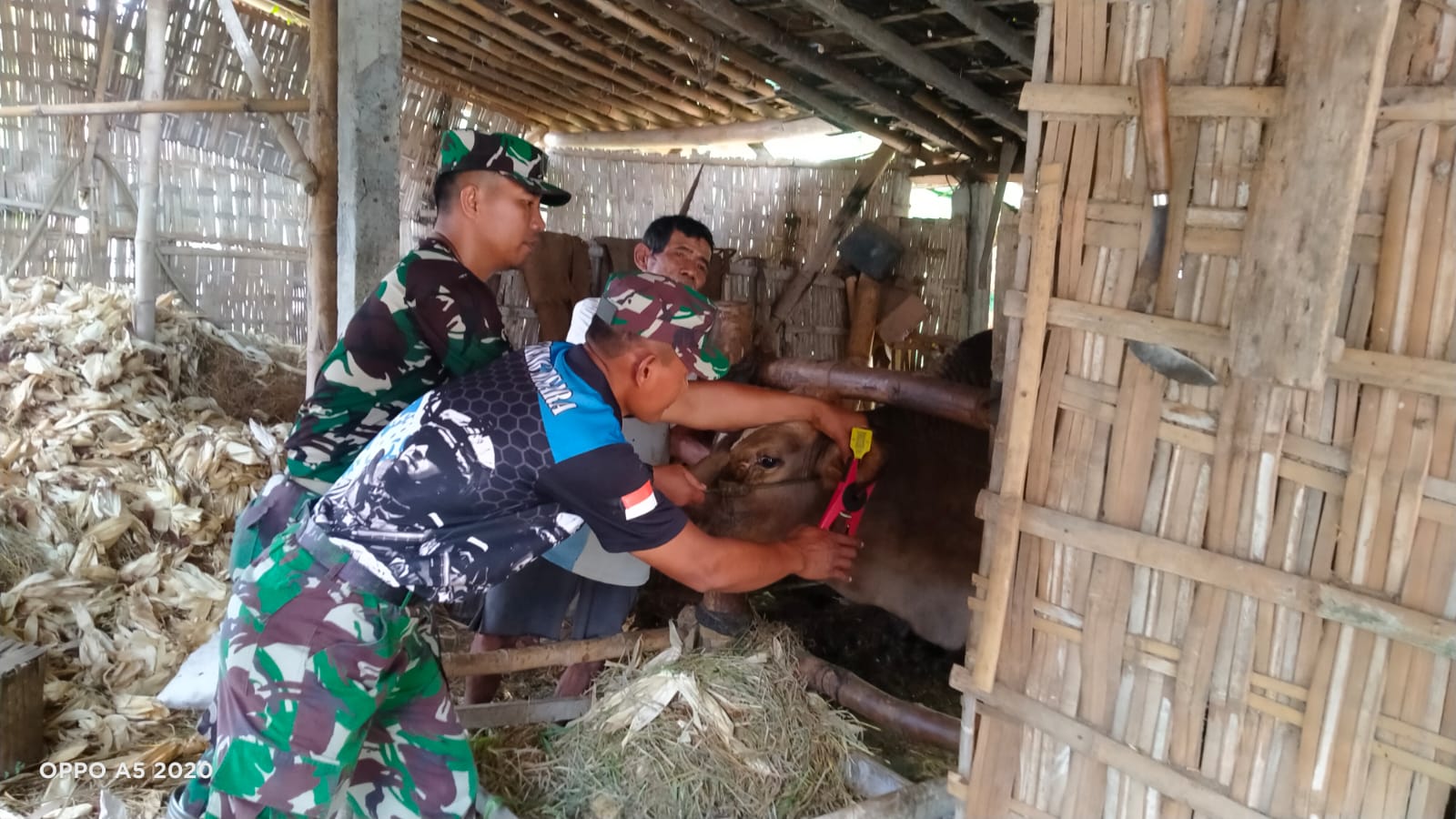 Babinsa Cawas Bantu Pemasangan Ear Tag Pada Hewan Ternak