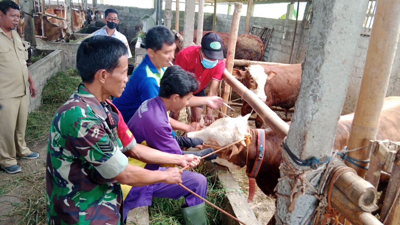Babinsa Ceper Dampingi Vaksinasi PMK Dan Pemasangan Ear Tag