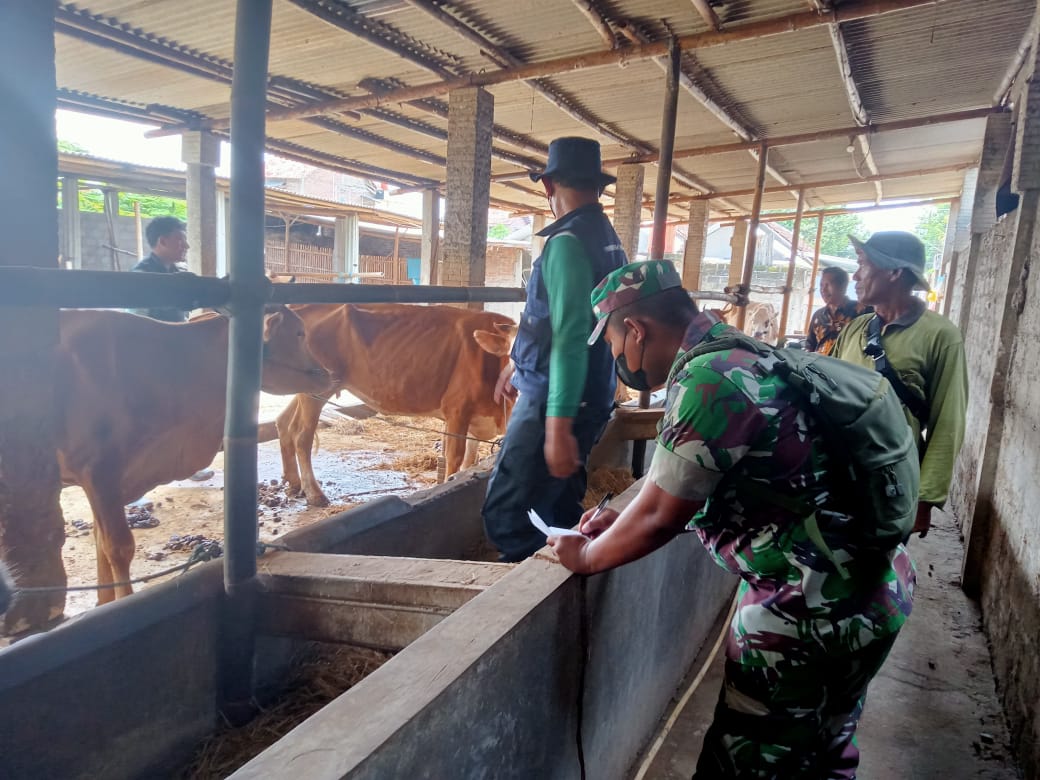 Babinsa Wonosari Pendampingan Program Nasional Penandaan dan Pendataan Hewan Ternak
