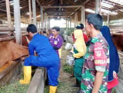 Cegah PMK, Babinsa Ceper Dampingi Tim Vaksinasi PMK