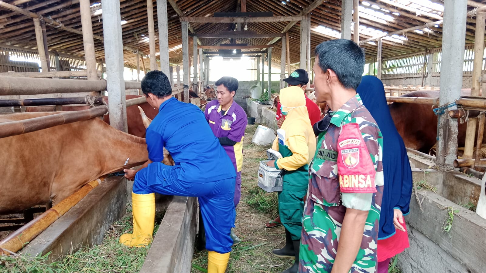 Cegah PMK, Babinsa Ceper Dampingi Tim Vaksinasi PMK