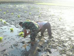 Sukseskan Swasembada Pangan, Babinsa Kuncen Bantu Petani Tanam Padi