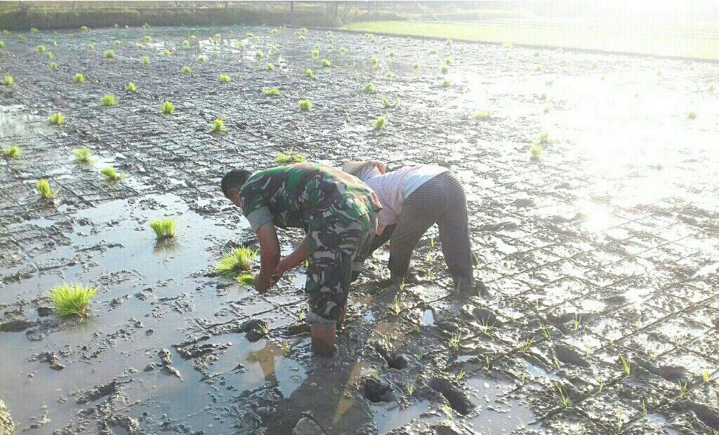 Sukseskan Swasembada Pangan, Babinsa Kuncen Bantu Petani Tanam Padi
