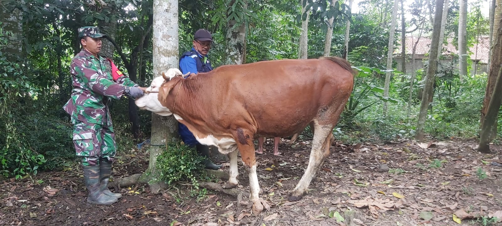 Cegah PMK, Babinsa Manisrenggo Dampingi Vaksinasi Hewan Ternak