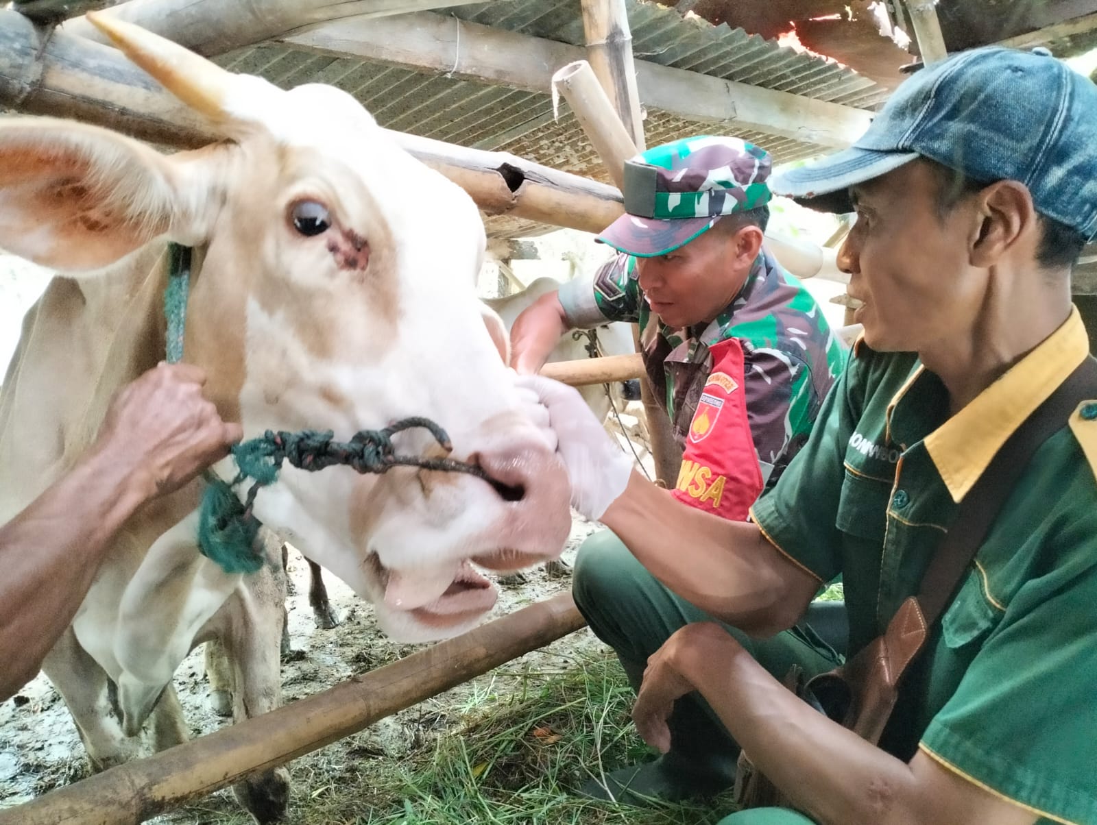 Babinsa Wedi Bersama Dinas Peternakan Lakukan Pemasangan Anting (Eartag) Pada Hewan Ternak