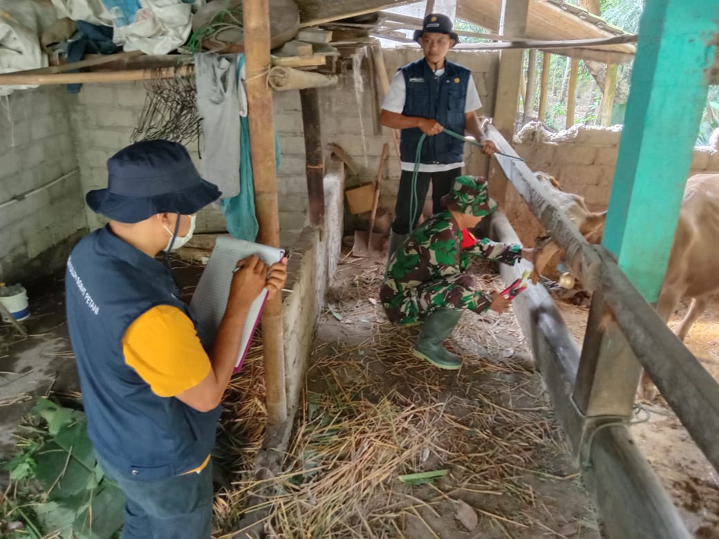 Babinsa Kemalang Pasang Ear Tag Bersama Petugas Dinas Peternakan