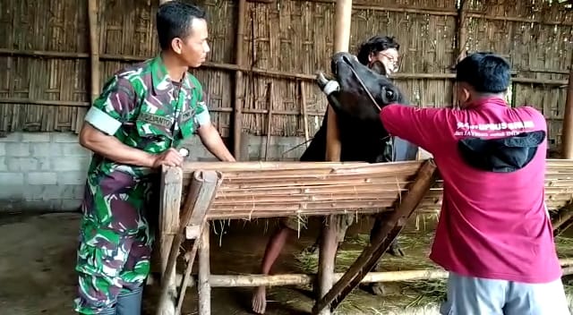 Cegah PMK Babinsa Wonosari Wonosari Cek Ternak Desa Binaan