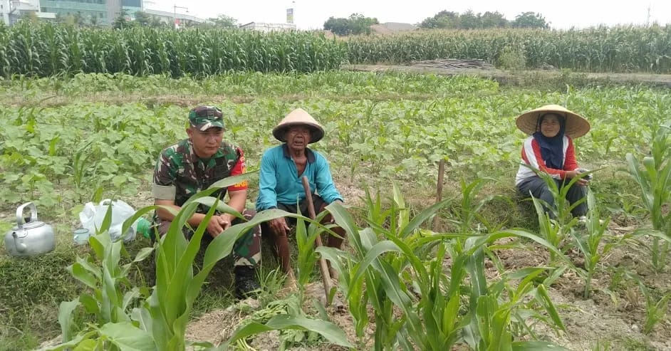 Babinsa Koramil 09/Prambanan Komsos Dengan Petani Jagung