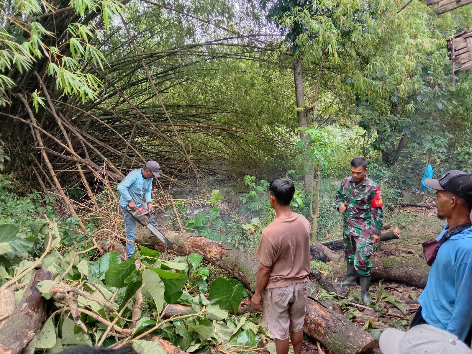 Rumah Tertimpa Pohon Akibat Angin, Babinsa Wonosari Bantu Evakuasi