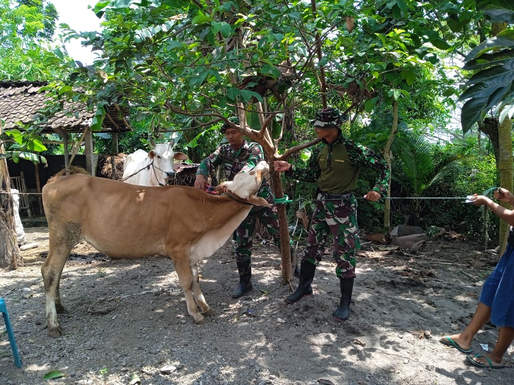 Optimalisasi PMK, Babinsa Koramil Prambanan Terus Dampingi Pasang Eartag