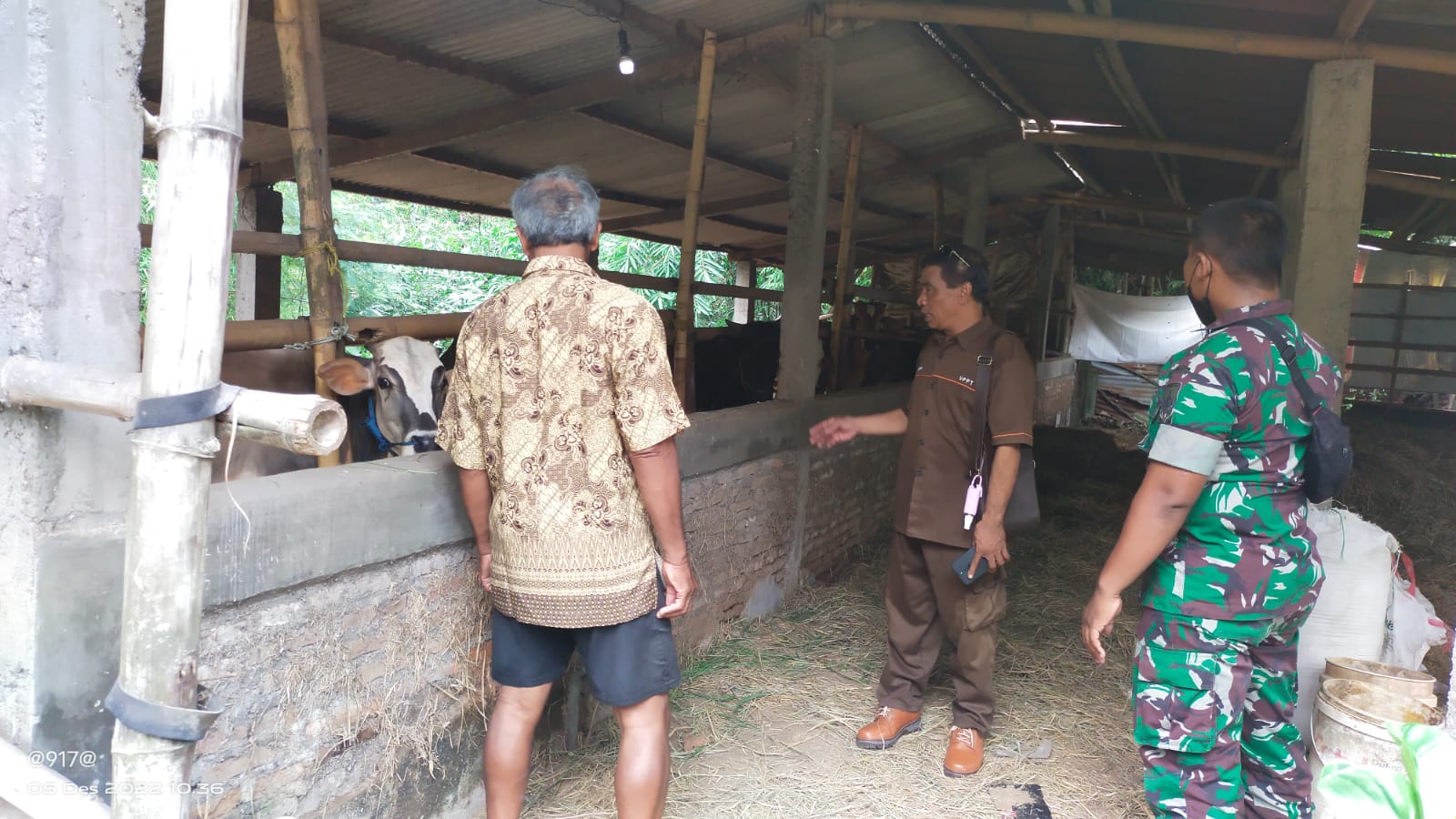 Cegah PMK, Babinsa Wonosari Cek Sapi Yang Akan Divaksin