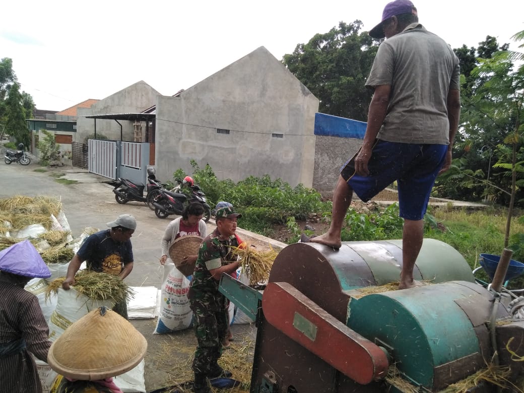 Babinsa Koramil Prambanan Bantu Panen Padi Petani