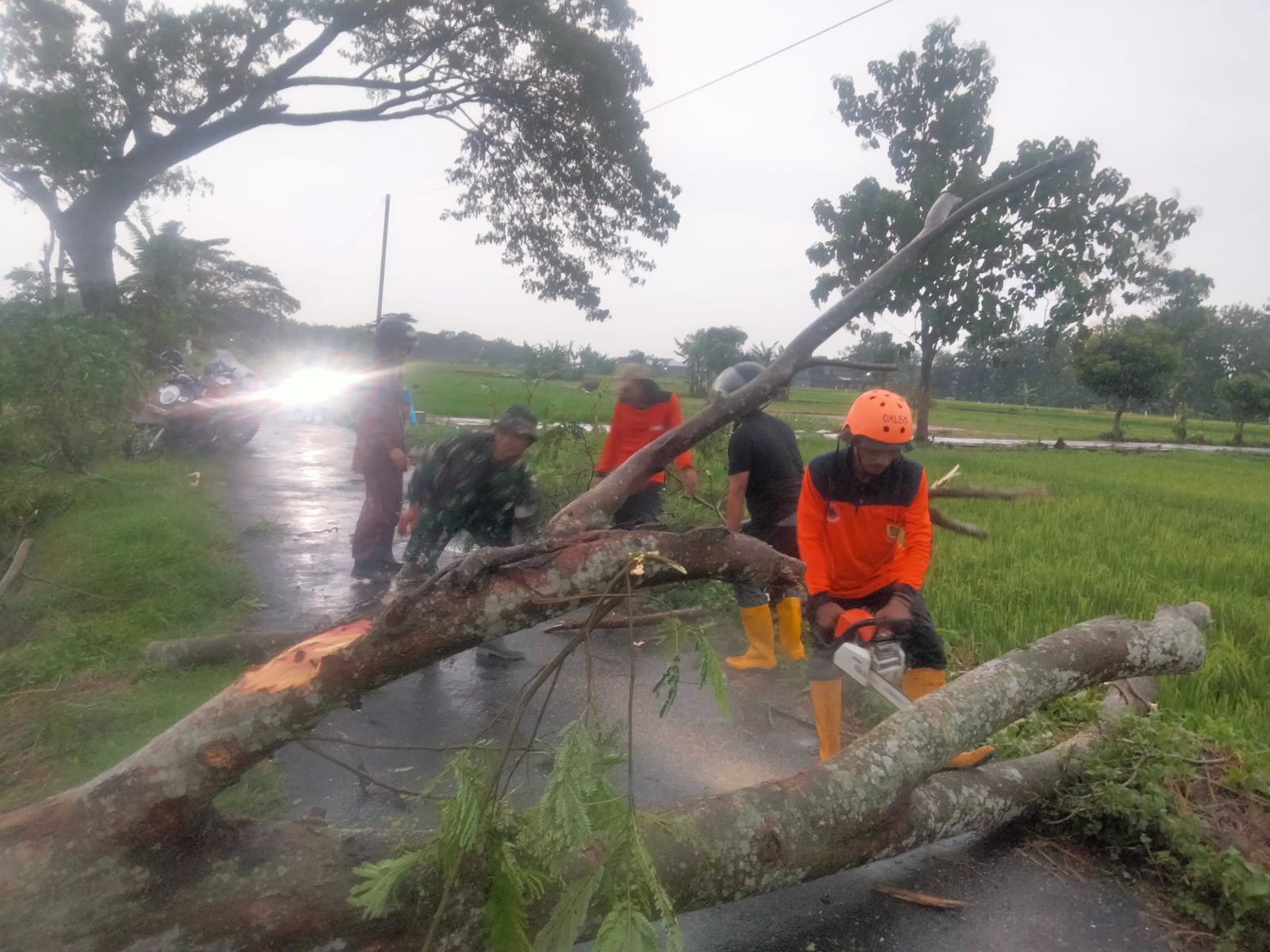 Babinsa Ceper Bersama Warga Evakuasi Pohon Tumbang Di Jalan Lintas Mlese