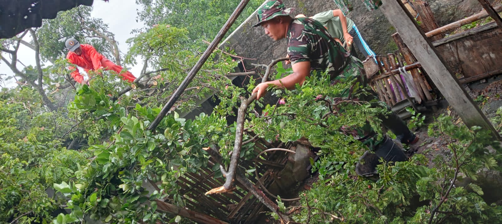 Pohon Tumbang Timpa Rumah, Babinsa Koramil Karangnongko Atasi Bersama Warga