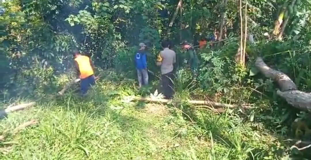 Waspada Angin Kencang, Babinsa Koramil Prambanan Gotong Royong Tebang Pohon
