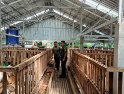 Sambangi Peternak Kambing Babinsa Koramil Karangnongko Sampaikan Ini?