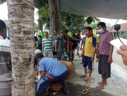 Di Hari Raya Idul Adha, Babinsa Prambanan Monitoring Penyembelihan Hewan Kurban Wilayah Binaan