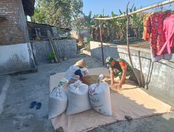 Wujud Peduli Ke Warga, Babinsa Ceper Bantu Petani Jemur Padi