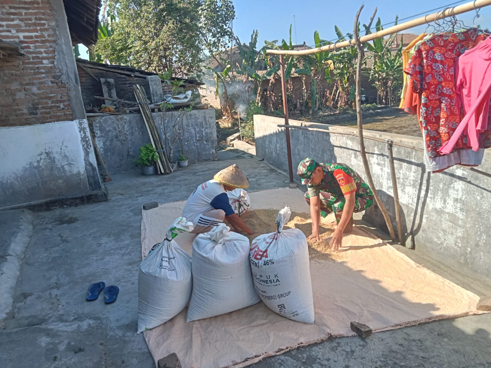 Wujud Peduli Ke Warga, Babinsa Ceper Bantu Petani Jemur Padi