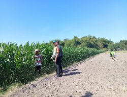 Swasembada Pangan, Babinsa Ceper Dampingi Petani Cek Pertumbuhan Tanaman Jagung