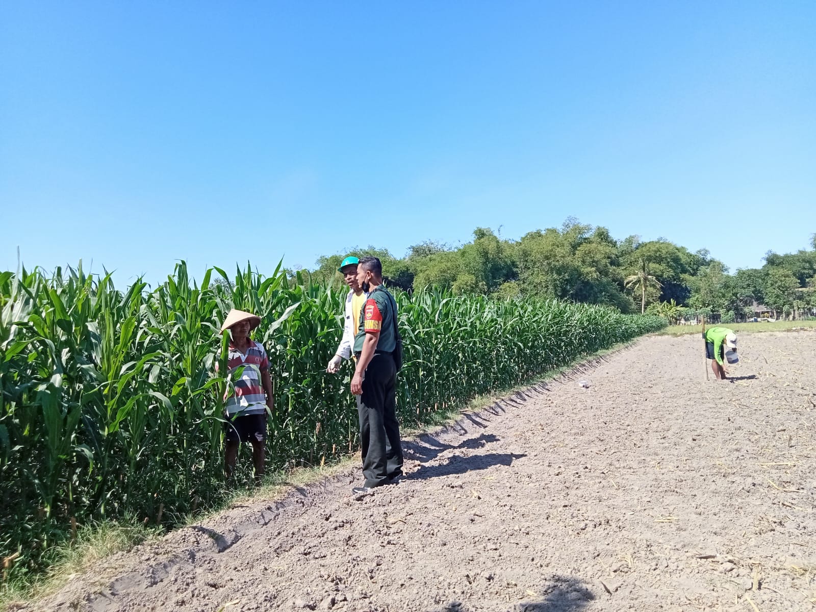 Swasembada Pangan, Babinsa Ceper Dampingi Petani Cek Pertumbuhan Tanaman Jagung