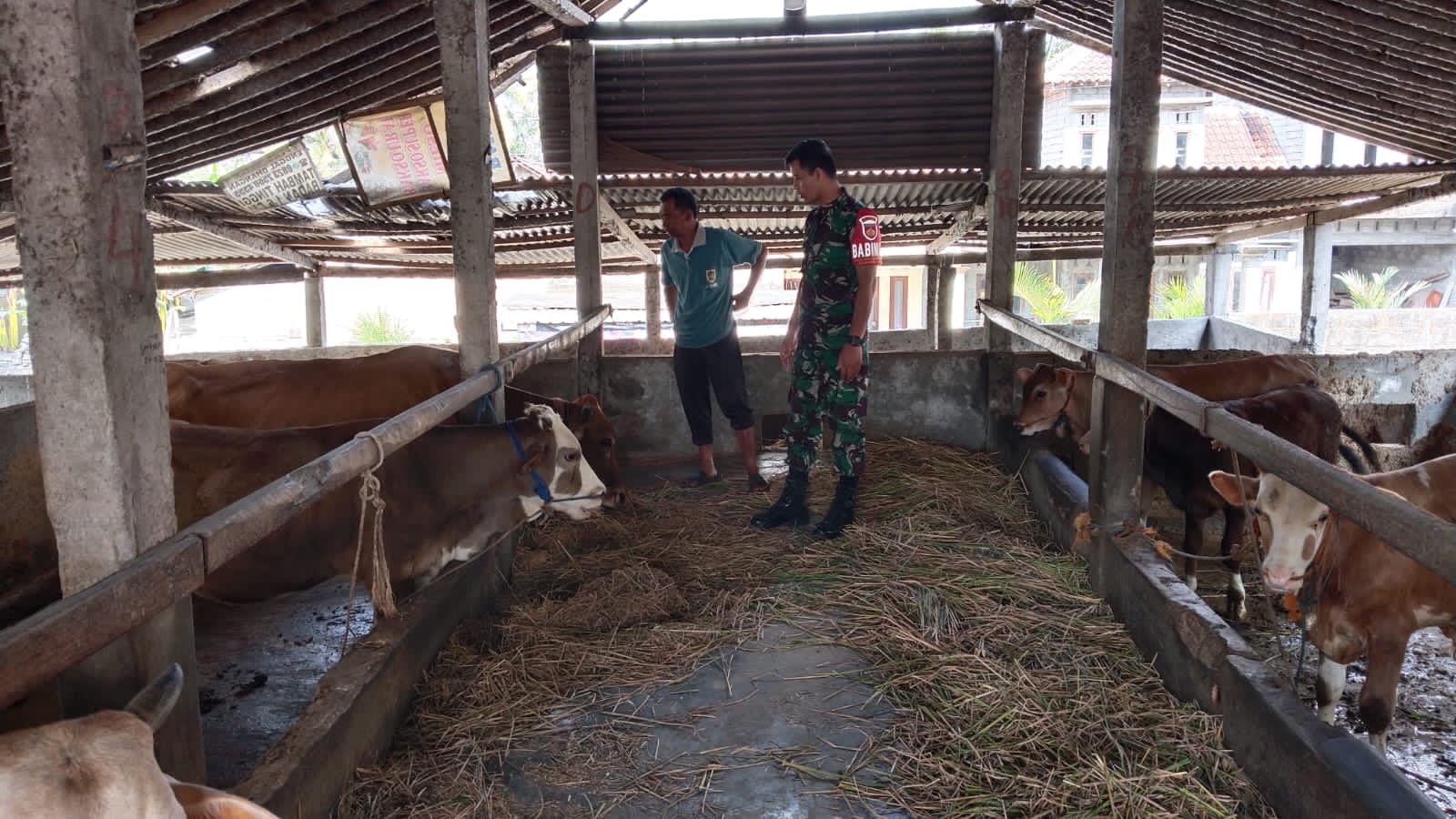 Berikan Motivasi Babinsa Datangi Kelompok Ternak Sapi Dan Ayam Petelur Desa Karangnongko Klaten