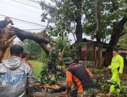 Danramil 22 Wonosari Turun Evakuasi Pohon Tumbang Di Wilayah Binaan