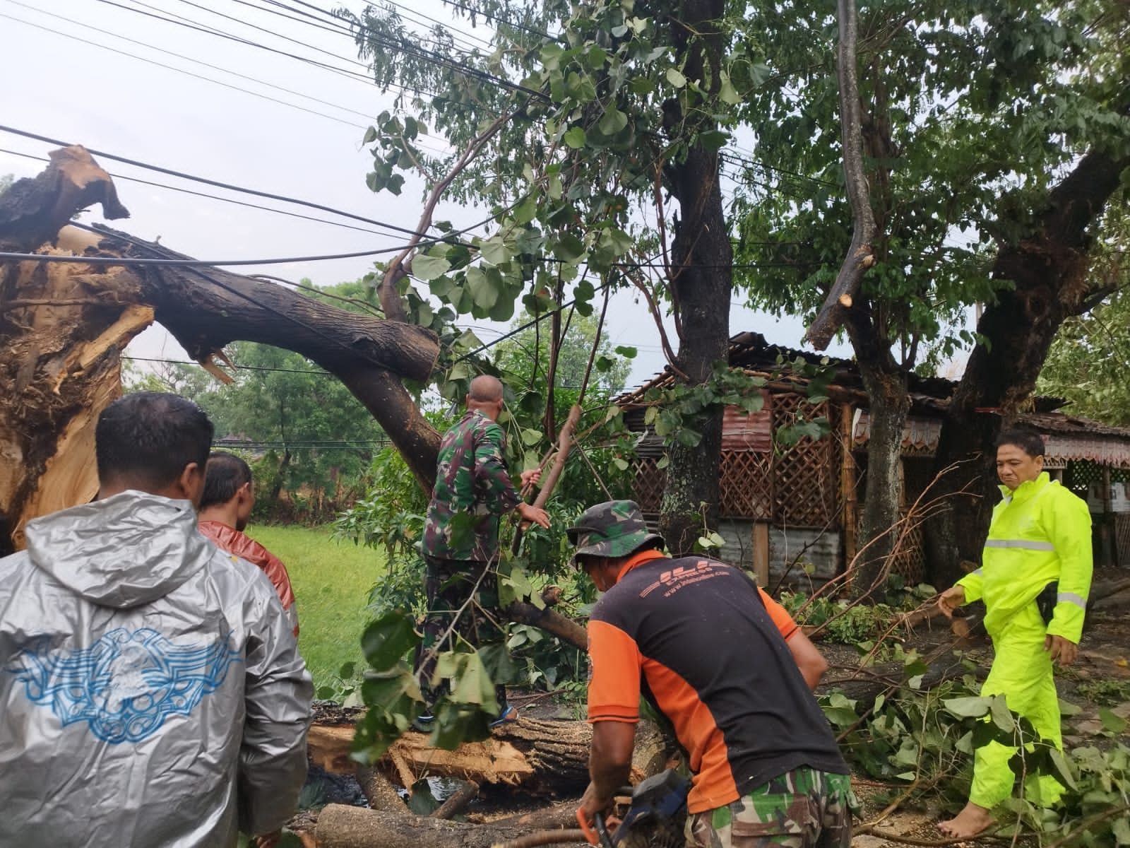Danramil 22 Wonosari Turun Evakuasi Pohon Tumbang Di Wilayah Binaan