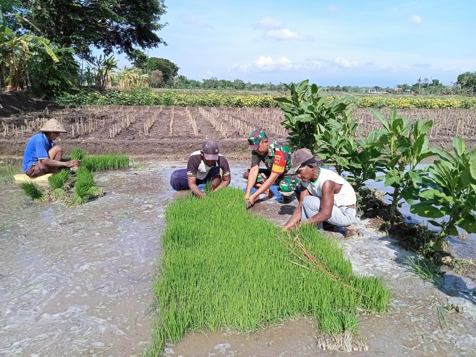 Bantu Petani Binaan, Babinsa Ceper Bantu Daud Bibit Padi