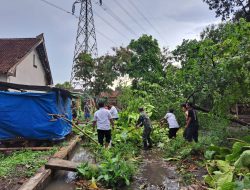 Babinsa Kodim 0723 Klaten Evakuasi Pohon Tumbang Akibat Hujan Angin Melanda Kab. Klaten