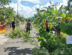 Cegah Pohon Tumbang Babinsa Ceper Kerja Bakti Pangkas Pohon Bersama Warga