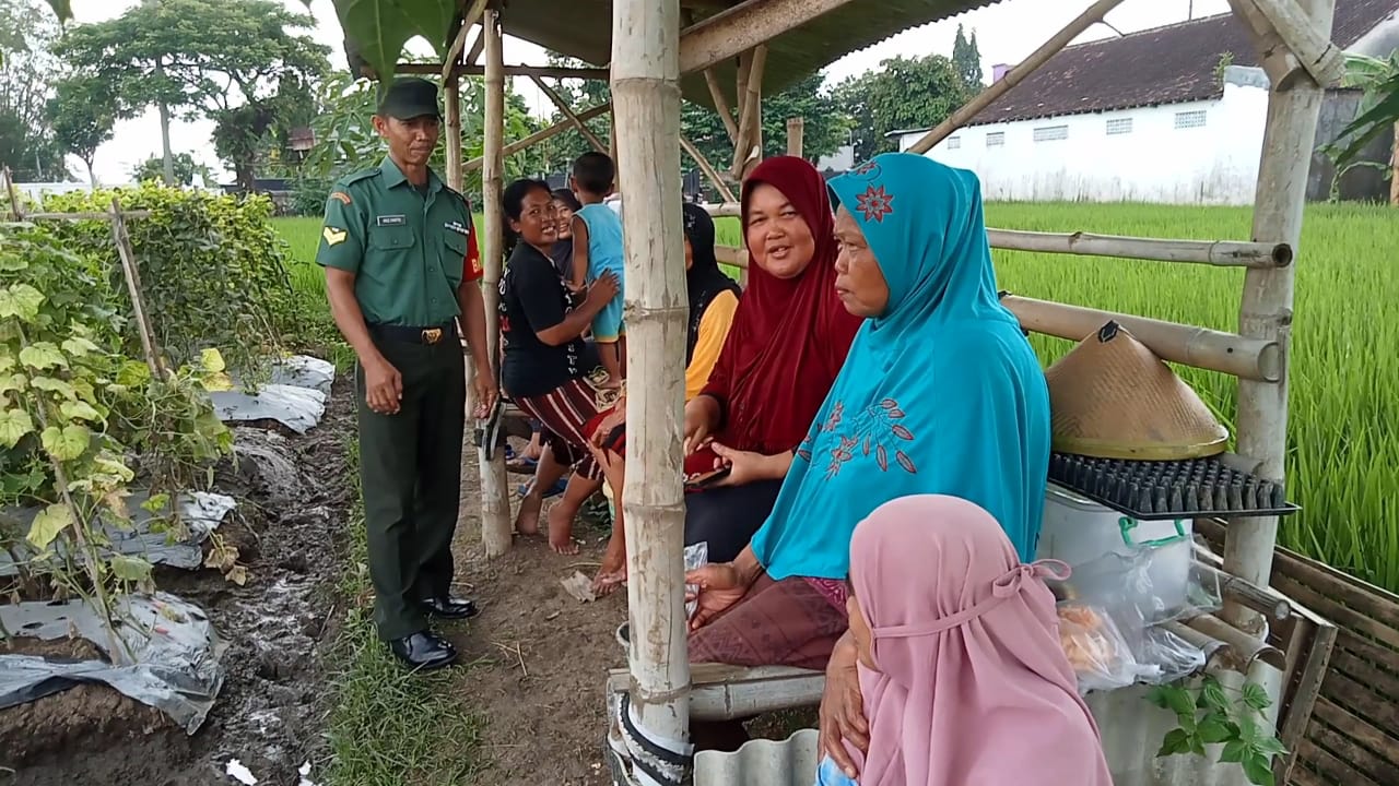 Jaga Ketahanan Pangan, Babinsa Wonosari Dampingi Ibu PKK Tanam Palawija