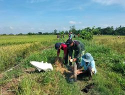 Tekan Populasi Hama Tikus, Babinsa Wonosari Dampingi Gropyokan Tikus Desa Sekaran