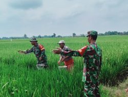 Wujudkan Swasembada Pangan, Babinsa Wonosari Dampingi Petani Pupuk Tanaman Padi