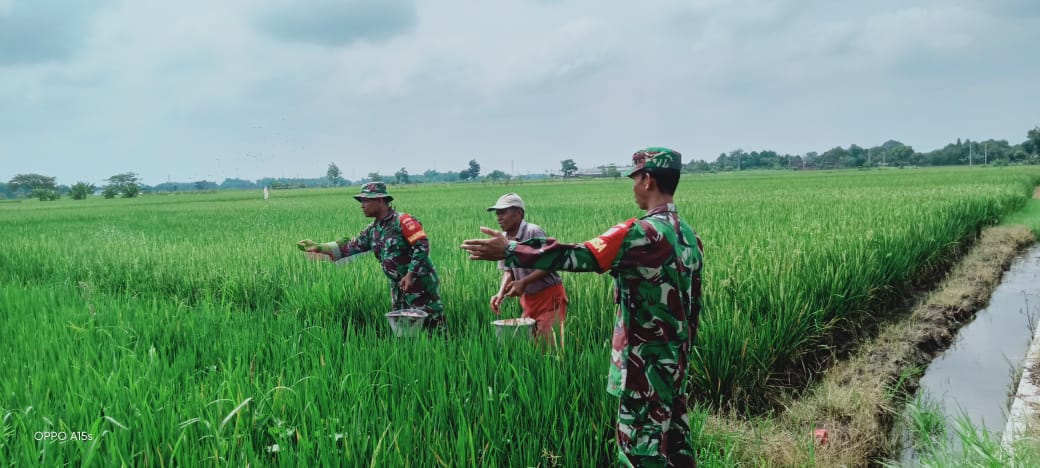 Wujudkan Swasembada Pangan, Babinsa Wonosari Dampingi Petani Pupuk Tanaman Padi