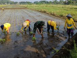 Babinsa Koramil 10/Gantiwarno Berikan Pendampingan Dalam Menanam Padi Di Sawah Warga Binaan