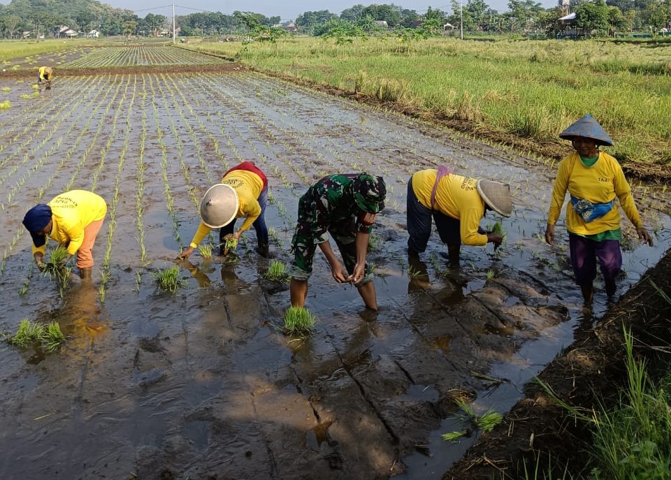 Babinsa Koramil 10/Gantiwarno Berikan Pendampingan Dalam Menanam Padi Di Sawah Warga Binaan