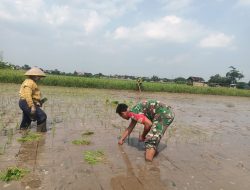 Tingkatkan Swasembada Pangan, Babinsa Koramil Wonosari Dampingi Petani Tanam Padi
