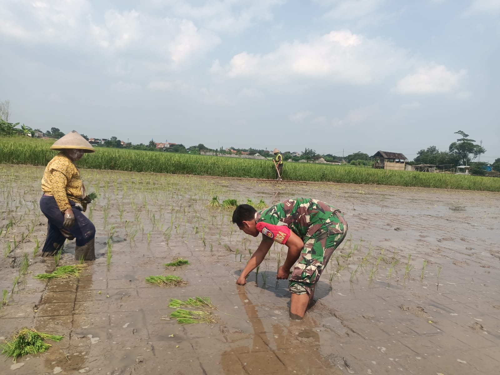 Tingkatkan Swasembada Pangan, Babinsa Koramil Wonosari Dampingi Petani Tanam Padi