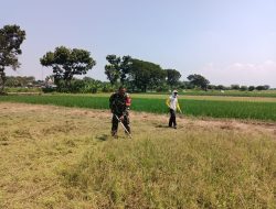 Capai Swasembada Pangan, Babinsa Wonosari Kodim 0723/Klaten Dampingi Petani Penyiapan Lahan