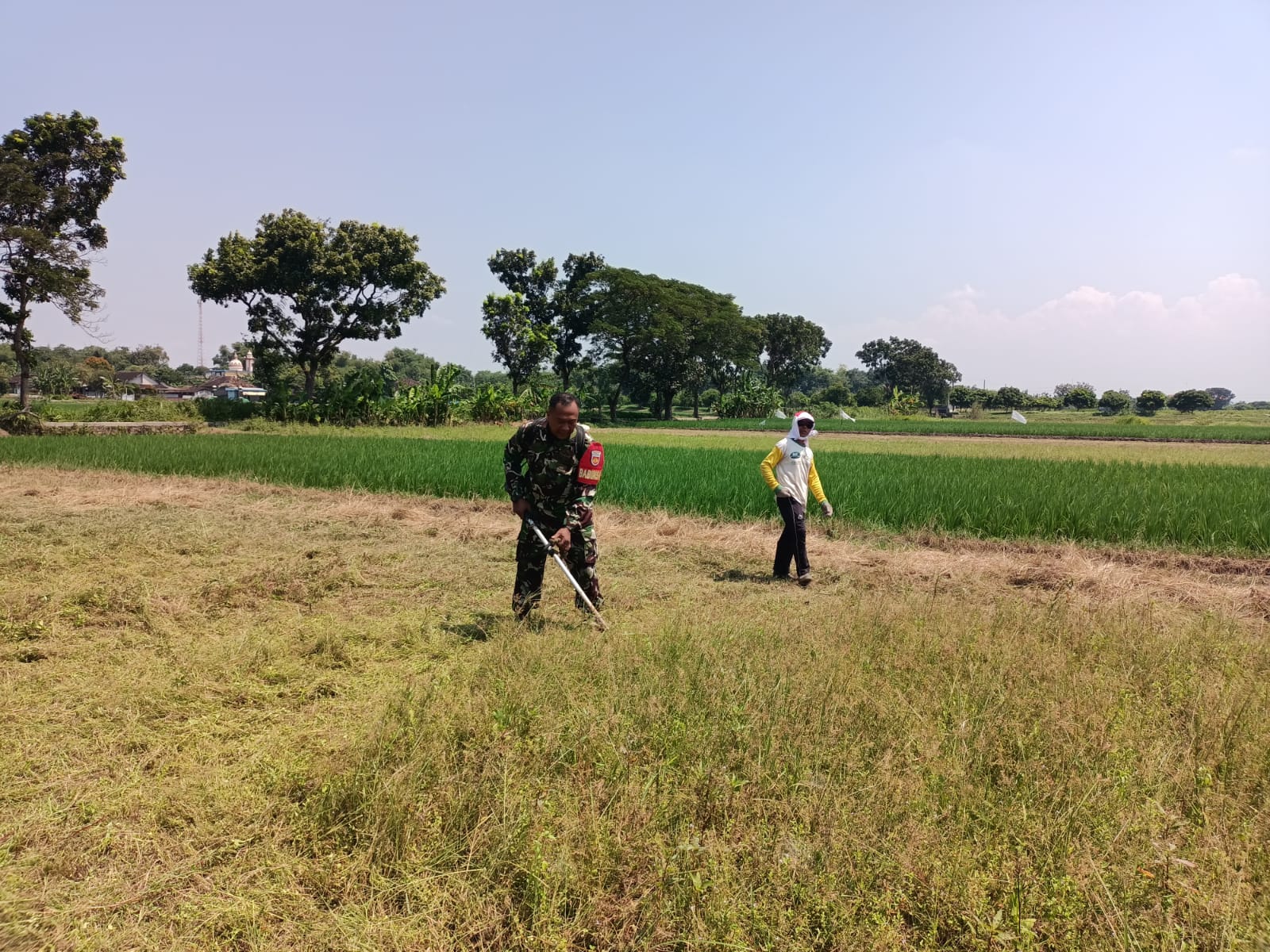 Capai Swasembada Pangan, Babinsa Wonosari Kodim 0723/Klaten Dampingi Petani Penyiapan Lahan