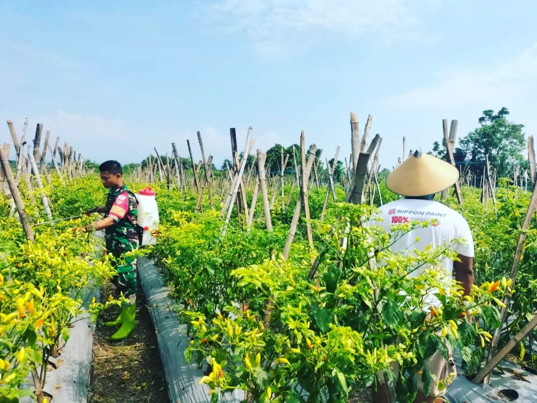 Babinsa Koramil Polanharjo Bantu Petani Rawat Tanaman Cabe, Ini Kata Danramil Polanharjo