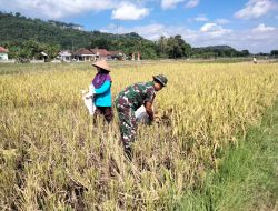 Babinsa Koramil Prambanan Kodim 0723/Klaten Turun Bantu Petani Panen Padi Di Desa Kemudo