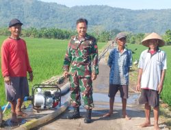 Babinsa Koramil Cawas, Dampingi Petani Pompanisasi Di Desa Karangasem