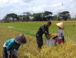 Babinsa Ceper Turun Bantu Petani Panen Padi, Ini Kata Babinsa