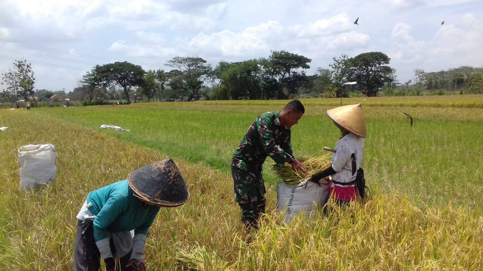 Babinsa Ceper Turun Bantu Petani Panen Padi, Ini Kata Babinsa