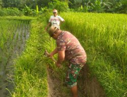 Babinsa Koramil Klaten Utara Bantu Petani Mencangkul Di Sawah Desa Jonggrangan