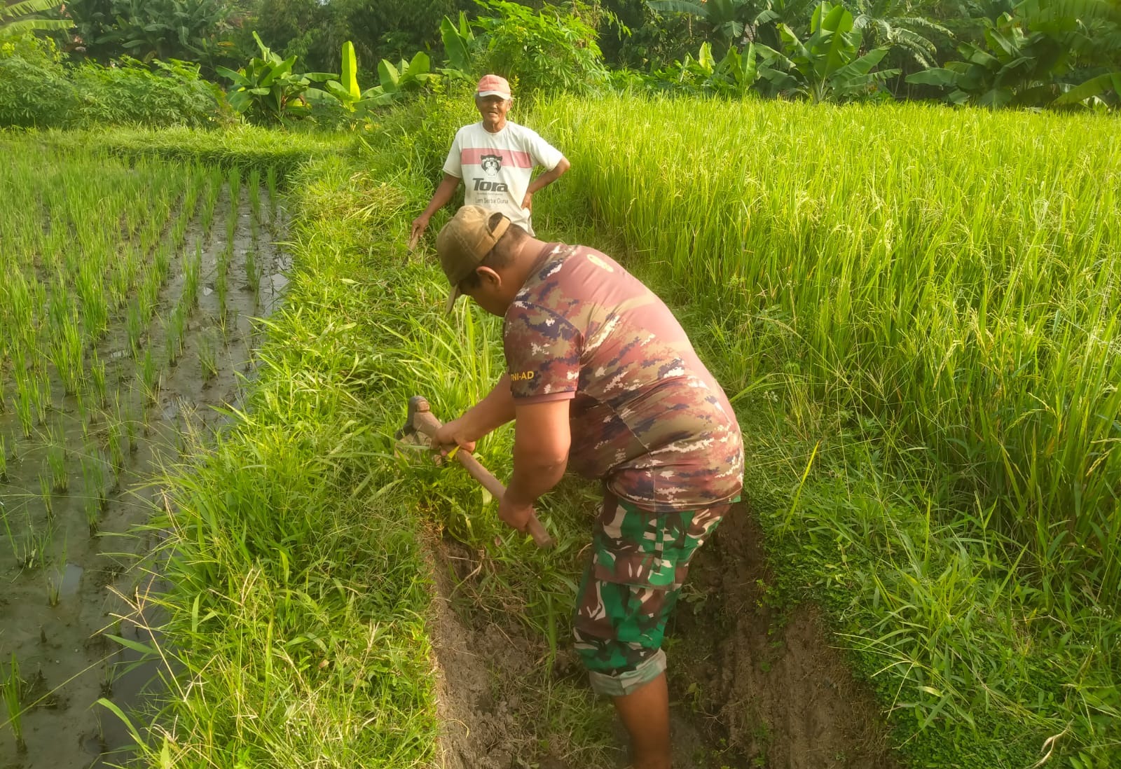Babinsa Koramil Klaten Utara Bantu Petani Mencangkul Di Sawah Desa Jonggrangan