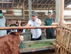 Babinsa Koramil Ceper Bersama Petugas Cek Kesehatan Hewan Ternak Warga Binaan