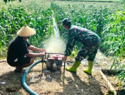 Babinsa Koramil Polanharjo Turun Bantu Petani Pengairan Tanaman Jagung